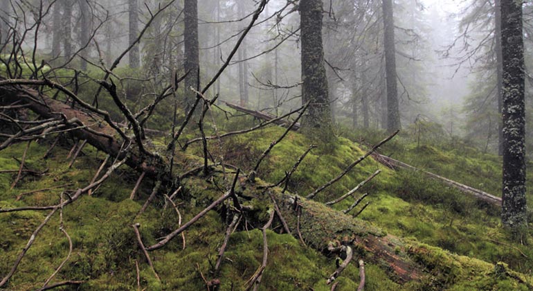Liggande död trädstam i skog med mossklädd mark