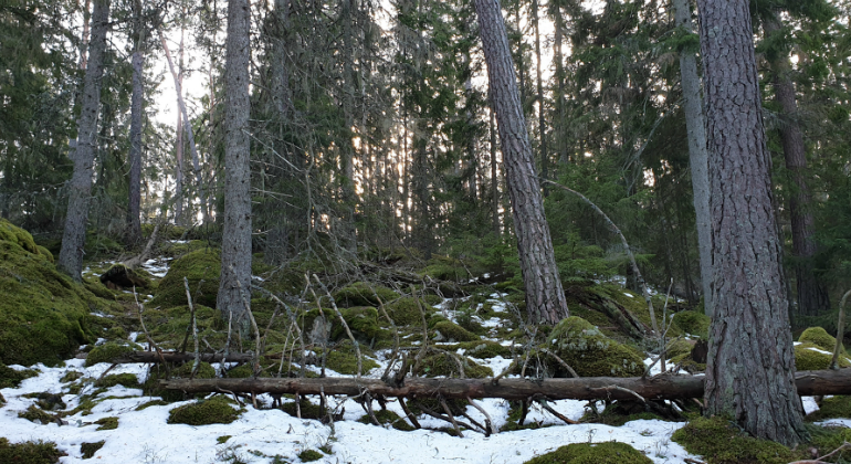 En skog ståendes i en sluttning