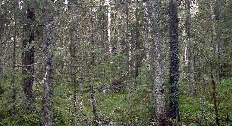 Trädstammar med lavklädda grenar