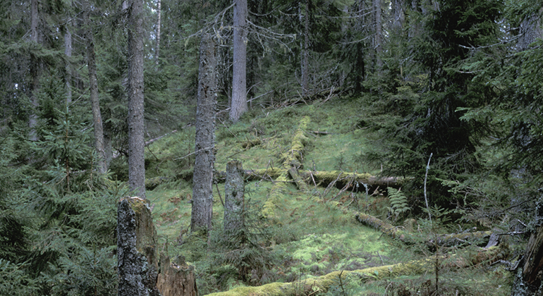 Smal remsa av öppen skog som bildats genom att träd fallit.