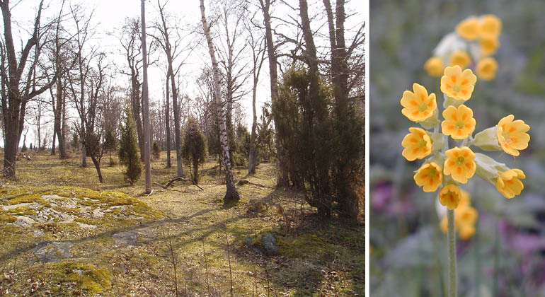 Betesmark och gullviva i naturreservatet Gräsö gård