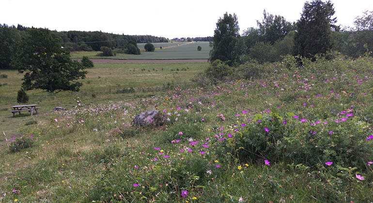 Blomstrande hage i naturreservatet Fullerö backar