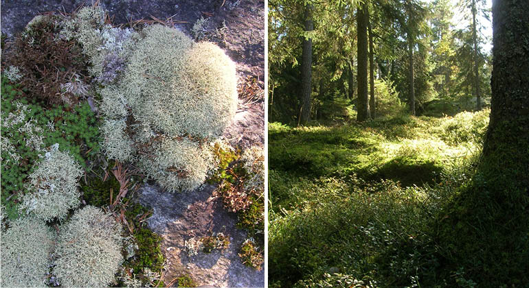 Skog samt lavar och mossor på en häll i naturreservatet Ånö