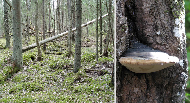 Blandsumpskog och stor aspticka i naturreservatet Rävkilarna