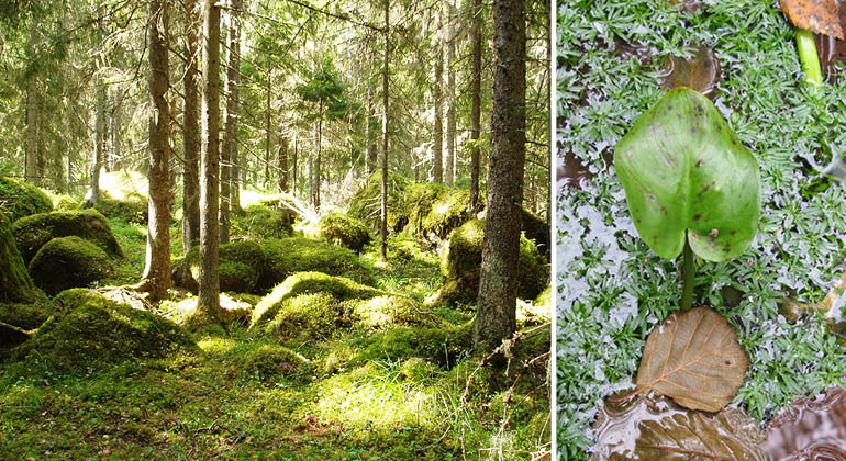 Gammelskog och missne i naturreservatet Sånkkärret
