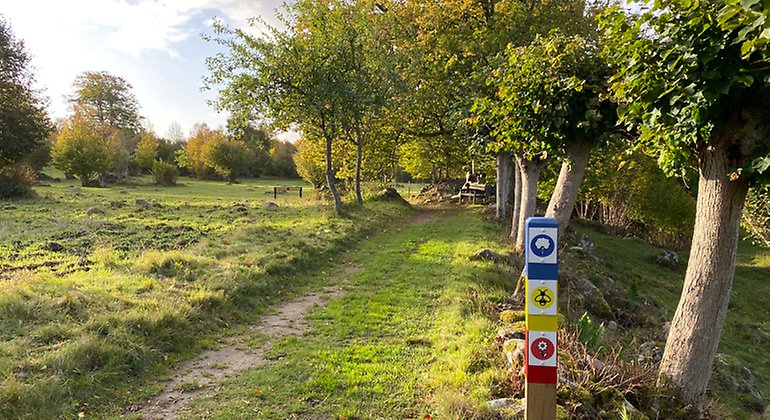Ledmarkeringar längs en grönskande led med solljus som faller in från sidan.