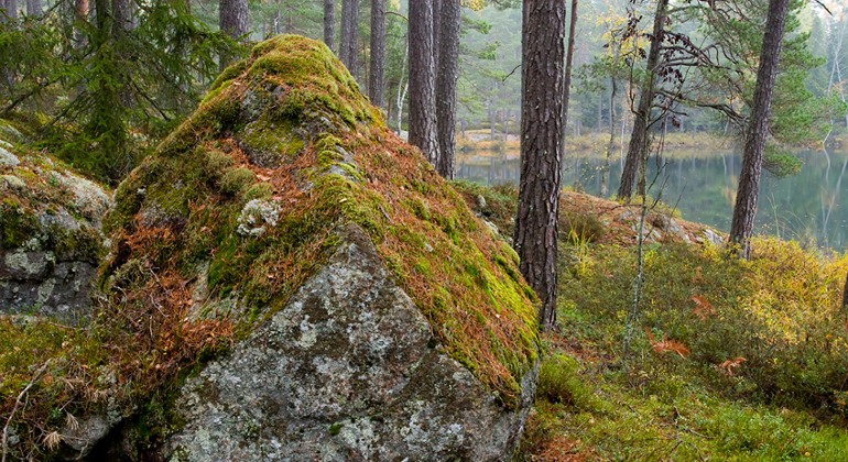 Mossbelupen sten i dimhöljd skog.