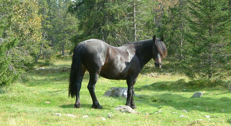 Mörkbrun häst på naturbete i skogsmiljö
