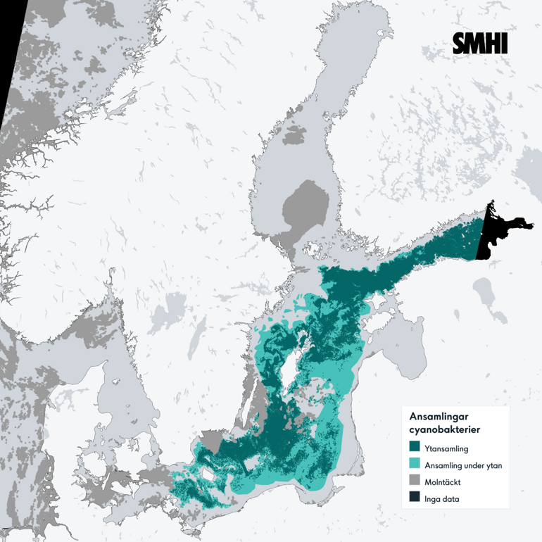 Bilden är en karta/satellitbild över Östersjön med mestadels klart väder över hela området. Ytansamlingar av cyanobakterier har observerats från södra Östersjön till norra Östersjön och i Finska viken. Lite svagare blomningar finns i sydvästra Östersjön och i Skärgårdshavet. Källa: SMHI