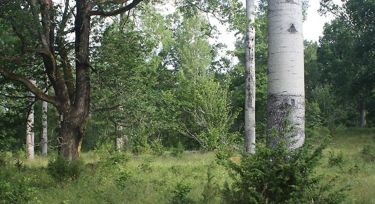 Betesmark med stora trädvärden i form av grov asp, asp med hackspettshål och en ek.