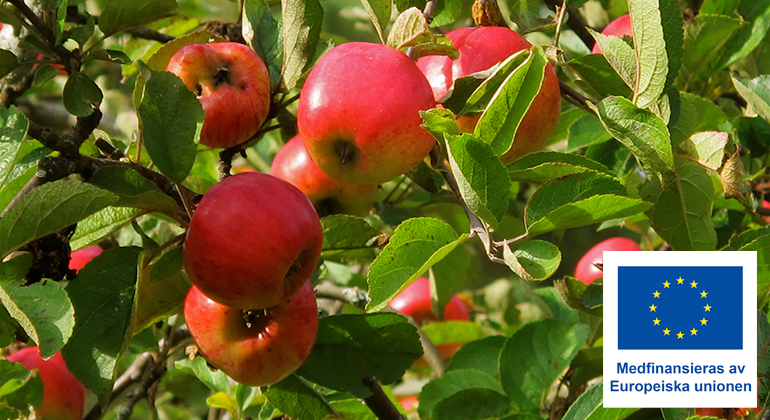 Äpplen i ett äppelträd.