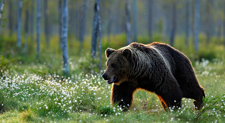 En brunbjörn går i en skog med björkar, skir grönska på marken och vita ängsdun som vajar i vinden.