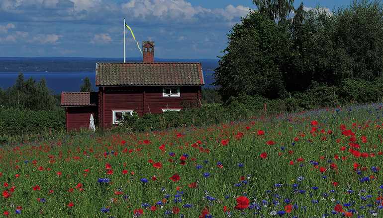 Böljande landskap med sommarblomster och röd stuga vid Siljan.