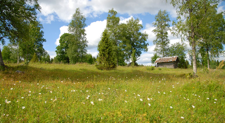 Blommande ängar med en lada i timmer, Skattlösbergs by.