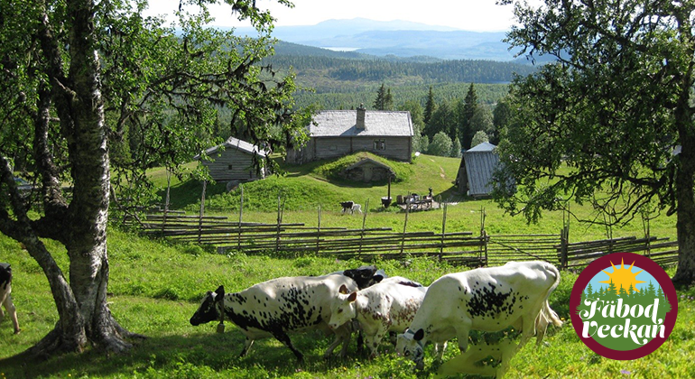 Utsikt från Myhrbodarnas fäbod med betande kor en vacker sommardag