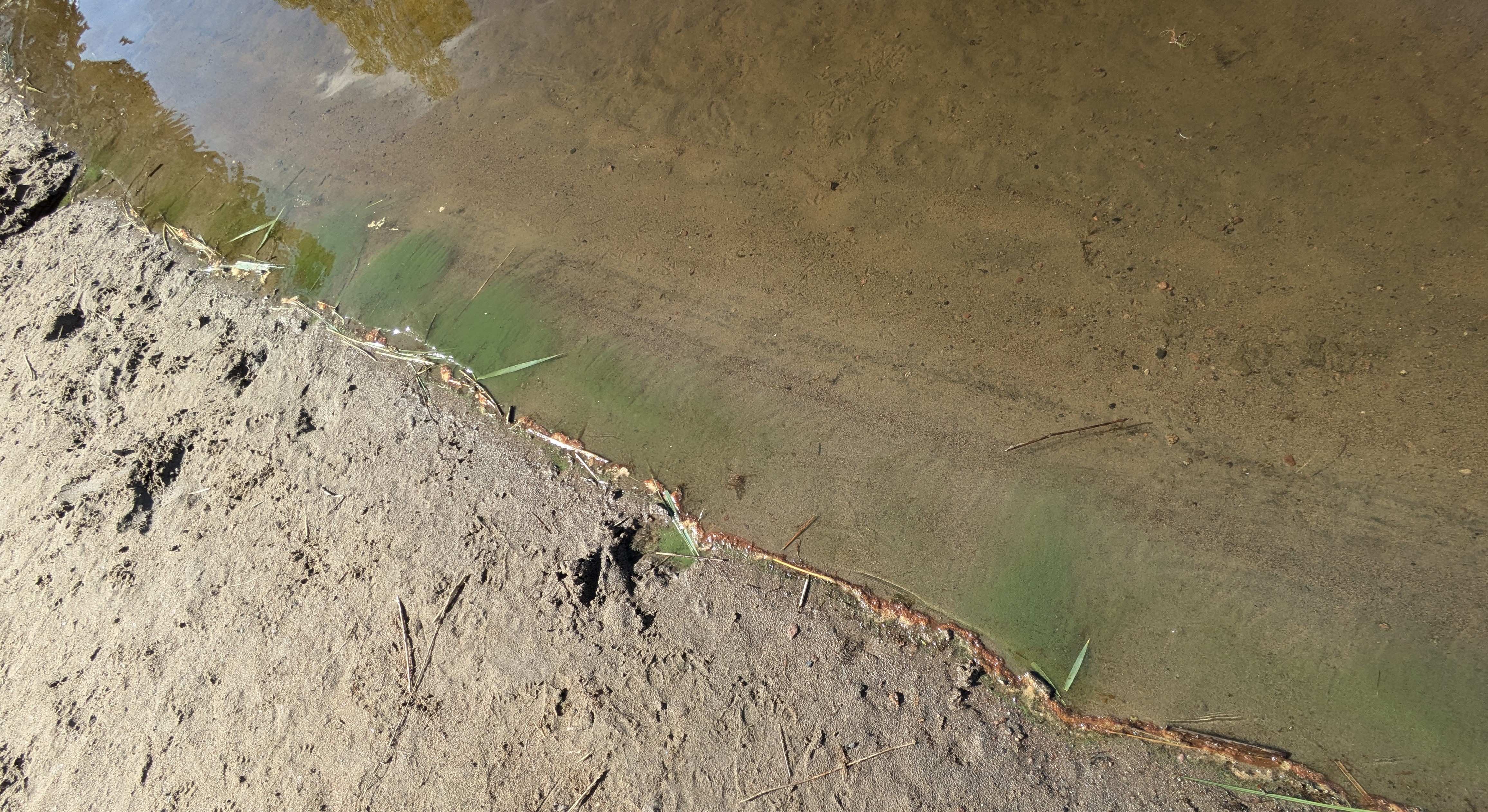 Grön långsmal ansamling i vattnet invid en strandkant.