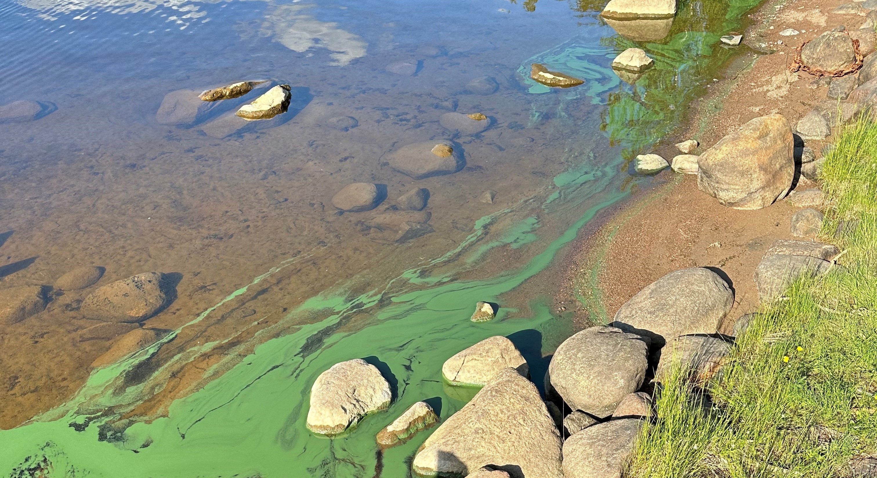 Blågrön ansamling i vattnet invid en strandkant.
