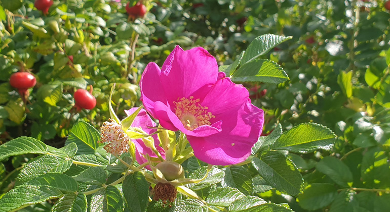 Rosa blomma med gula pistiller på en taggig buske med nyponknoppar