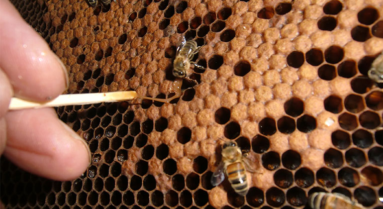 Närbild på bikupa där en hand visar på en plats i kupan med en trästicka. 