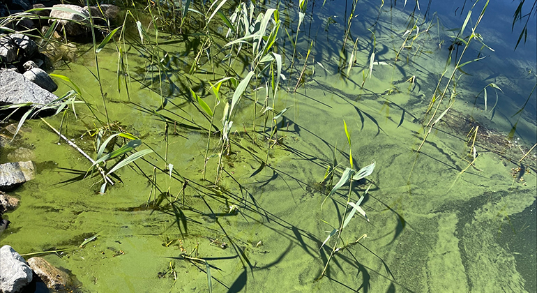 En ansamling av cyanobakterier visar sig som en grön sörja i vattnet vid strandkanten.
