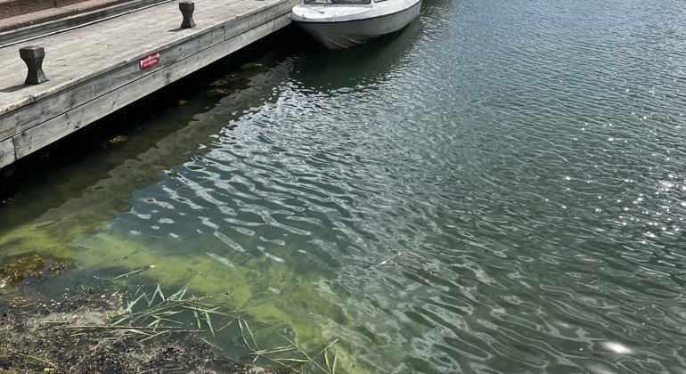 Fotot visar ytansamlingar av cyanobakterier 5 juli, Arkösunds
hamn. Fotograf: Jessica Nilsson