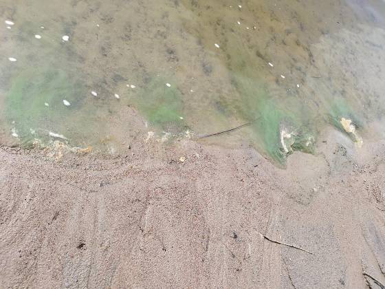 Grön ansamling i vattnet vid en strandkant.
