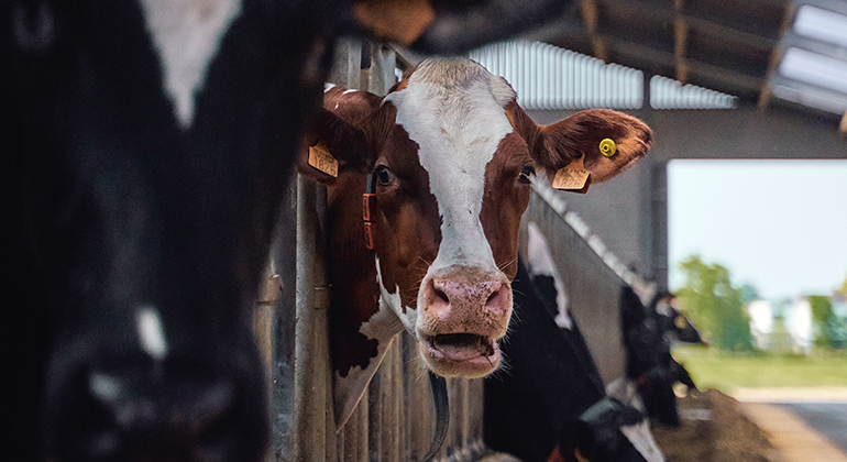Kor står på rad i stall, man ser bara deras huvuden. Kon i mitten tittar mot kameran och är brun och vit. 