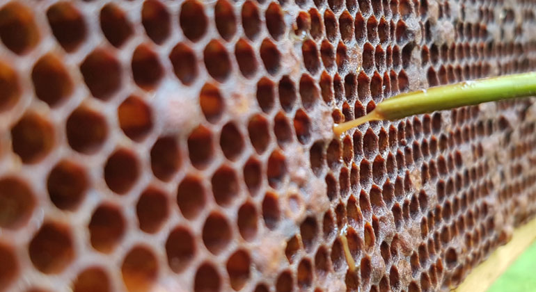 Honung i ett bisamhälle