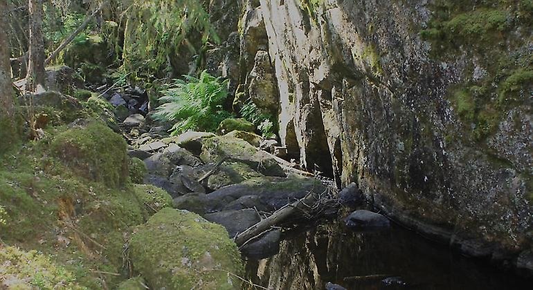 Ett vattendrag som omgärdas av på ena sidan en klippvägg och på andra sidan mossklädda stenblock. I bakgrunden ormbunkar och träd.