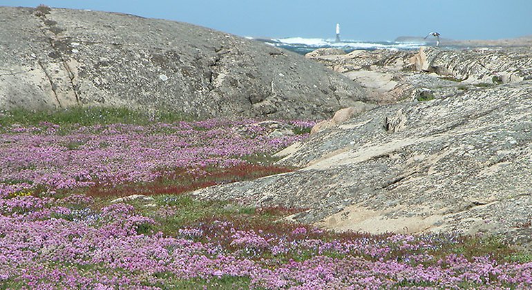 Rosa blommande trift mellan klipphällar. Havet skymtar mellan skrevorna.