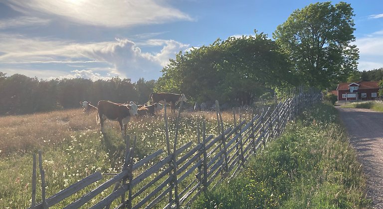 Äng med betande kor i kvällsljus. Gärdesgård längs med grusväg. Rött hus i bakgrunden.