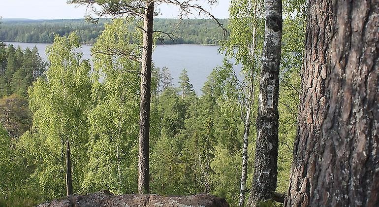 Utsikt mot sjön Flen. Mellan sjön och fotografen är det främst lövskog men också en och annan tall. Till höger i förgrunden står en grov tallstam.