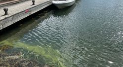 Fotot visar ytansamlingar av cyanobakterier 5 juli, Arkösunds
hamn. Fotograf: Jessica Nilsson