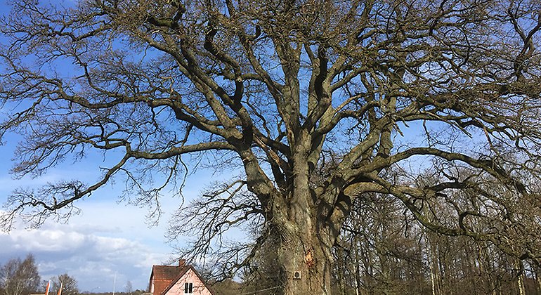 Hasslebroeken. Foto: Carina Zätterström