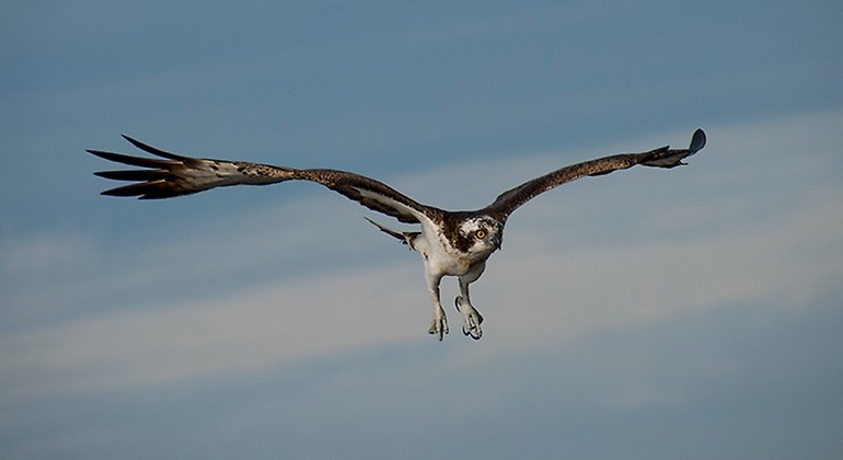 Fiskgjuse som flyger.