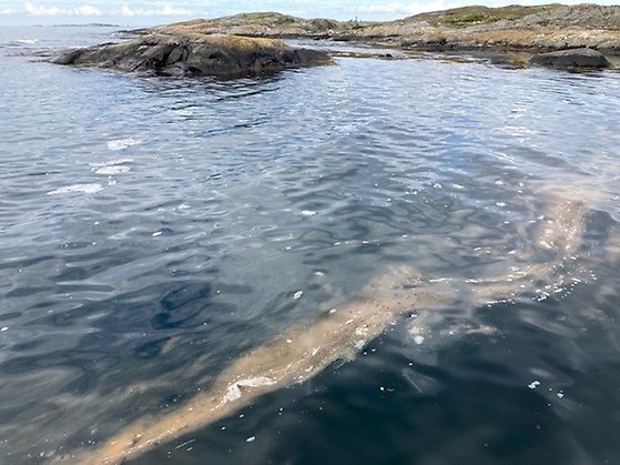 En tunn ytansamling av mareld vid en badplats på Käringön 2024-07-03 