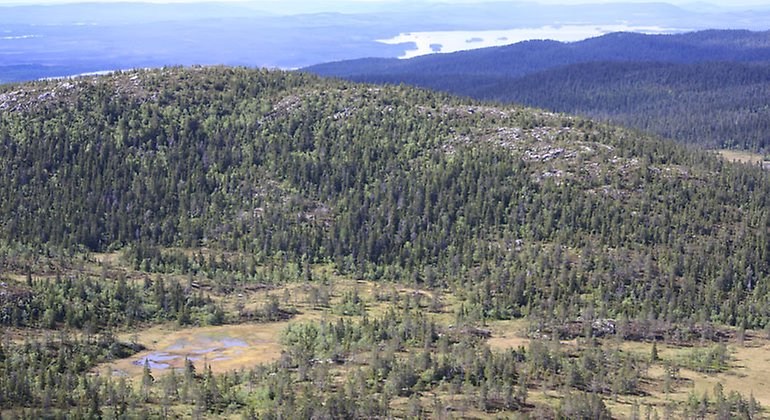 Ett skogigt berg sett från ovan, med blåa berg vid horisonten